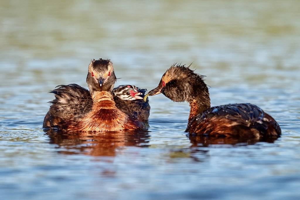 Shoulder Pads by airboy123 is licensed under CC BY-NC-SA 2.0.